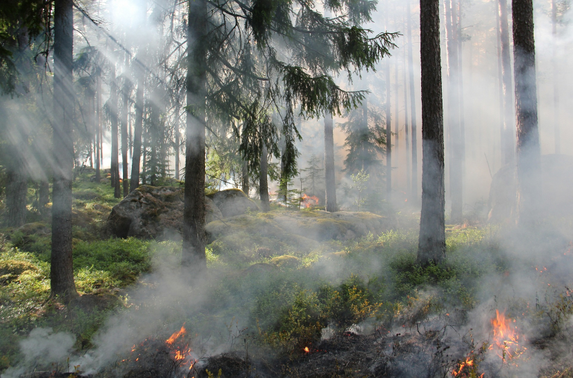 Waldbrandgefahr